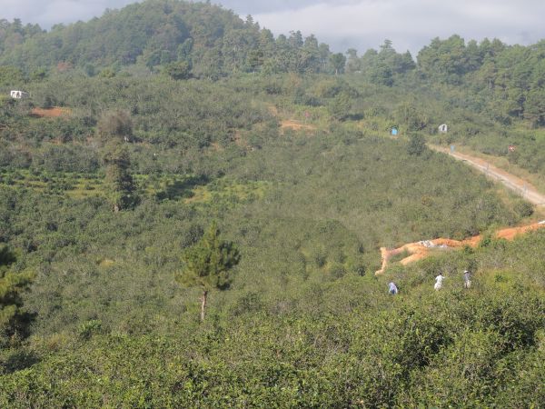 忙肺茶山